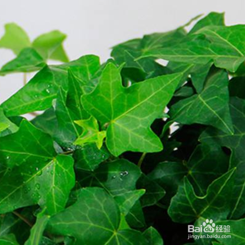 发现家里养殖的常春藤有黄叶子怎么办