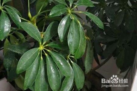 弄辣椒手辣怎么快速去除