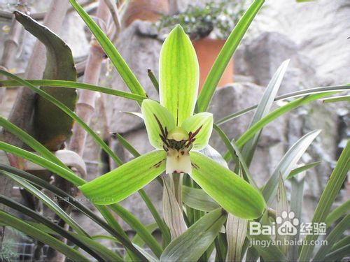 如何让春兰花箭更高