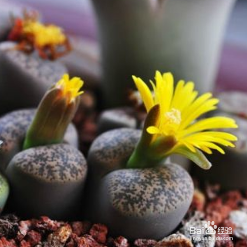 多肉那些好养？