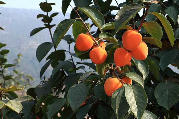 柿子不能和什么食物一起吃有毒