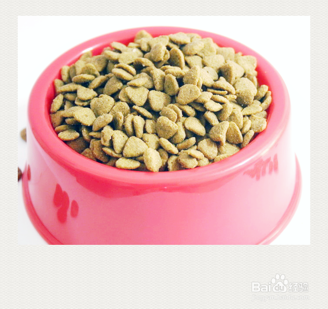 宠物狗打疫苗期间要注意哪些问题