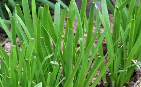 冬天为什么不能吃韭菜