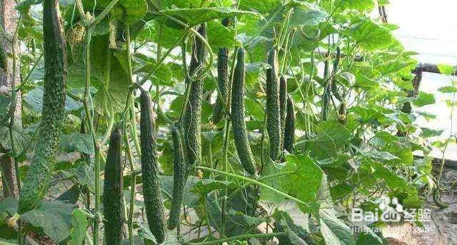 黄瓜低温生理病害及其防治措施