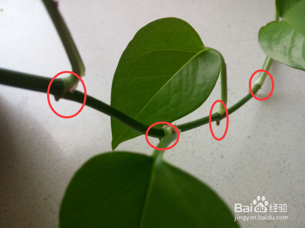 一根绿萝水培怎么变成好多根