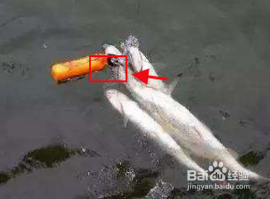 冬天路亚翘嘴怎么玩