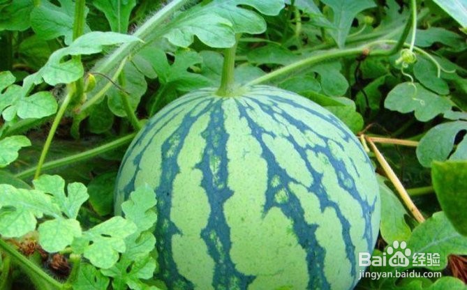 立秋后，尽量少吃的水果