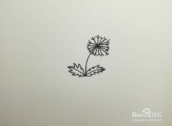 简笔画的蒲公英怎么画
