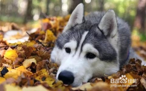 哈士奇驱虫（速看）？