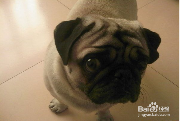 发育期八哥犬的喂养