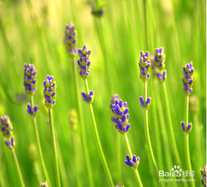 联通3g卡怎样包流量