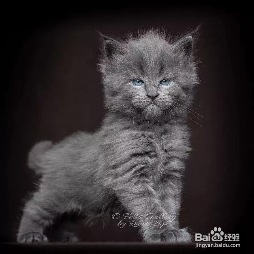 正规猫舍缅因猫领取步骤及养一只缅因猫的条件