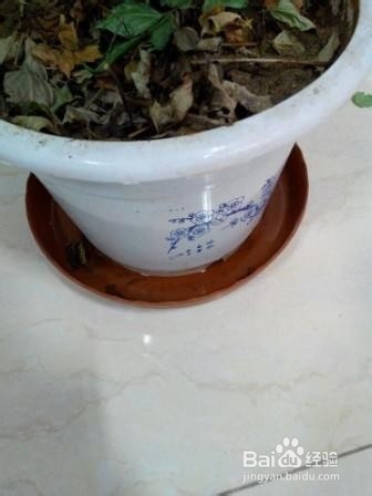 养花小窍门=盆栽花卉小窍门