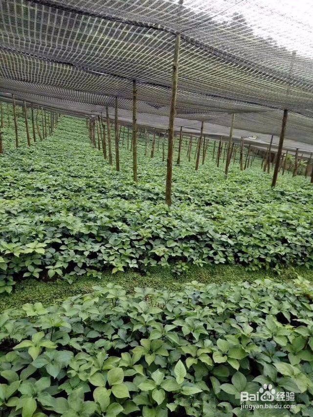 重楼种植技术方法