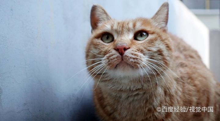 怎么训练橘猫温顺