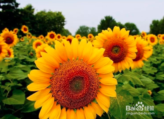 向日葵水养注意事项