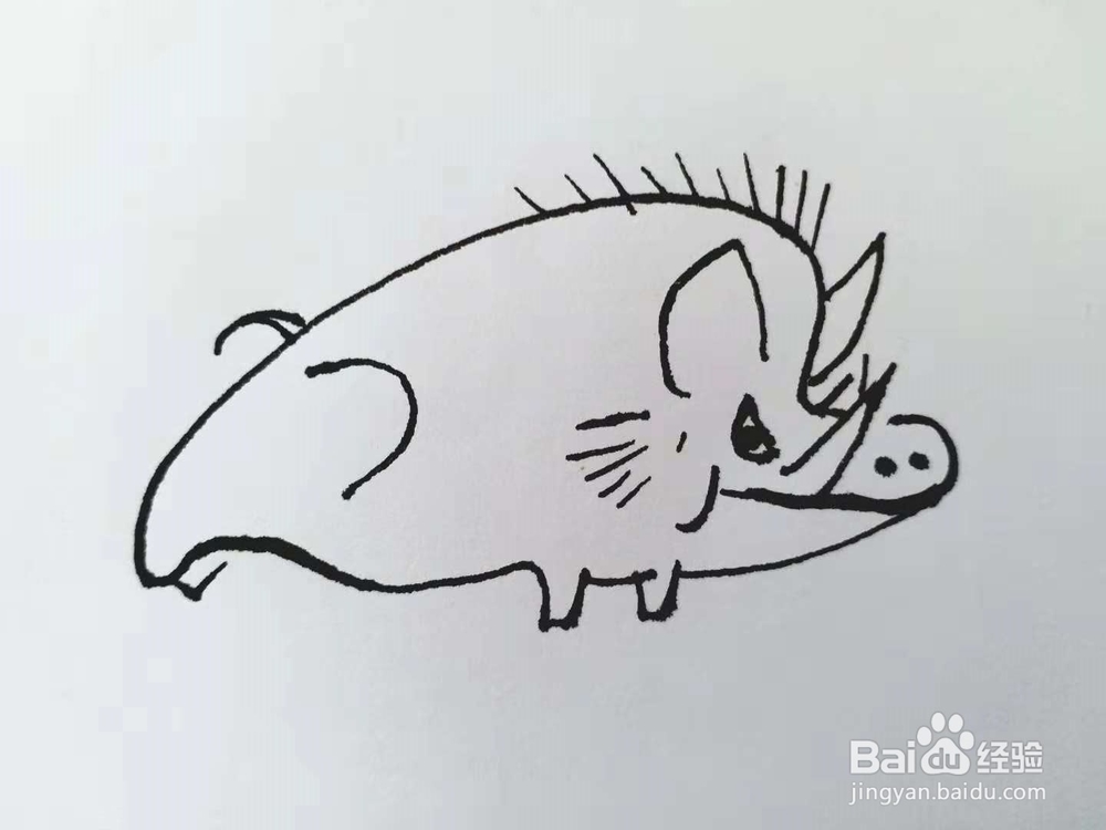 野猪的简笔画法（三）