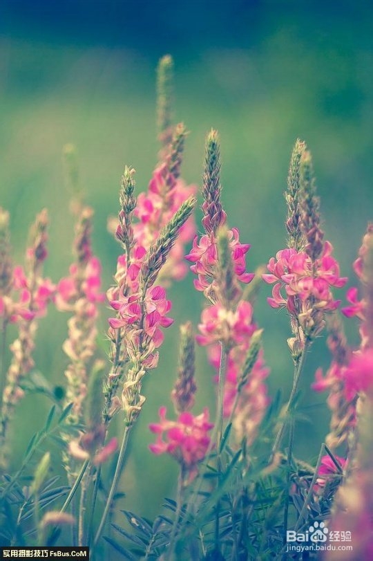 数码相机—花卉拍摄技巧