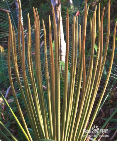 铁树新叶子长得太长怎么回事