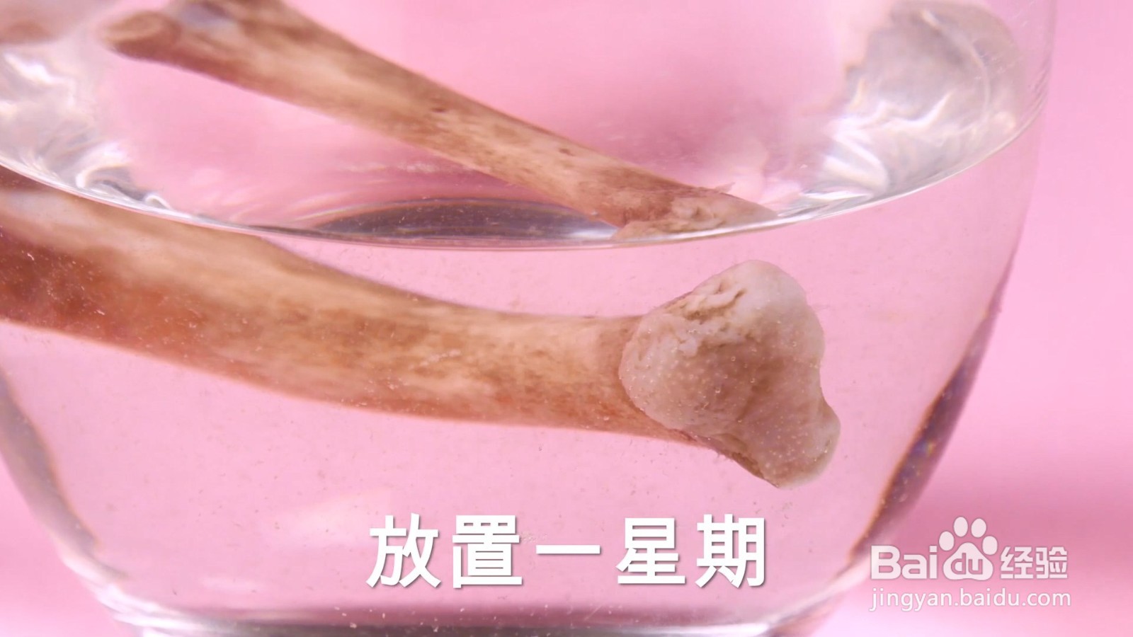 一个醋溶解骨质的实验,结果让你想象不到!