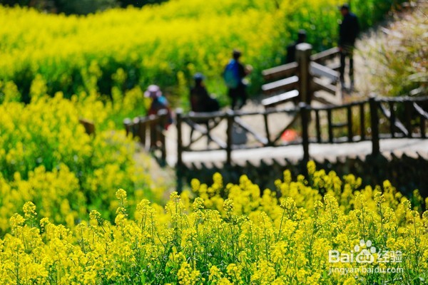 哪里油菜花不好看,为何要去婺源,给你一个答案
