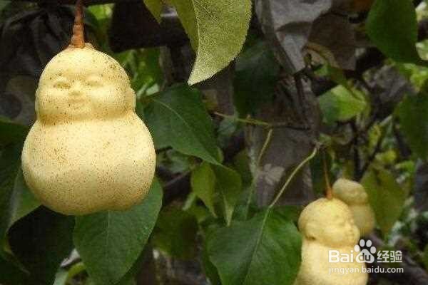 人参果怎么修枝打杈