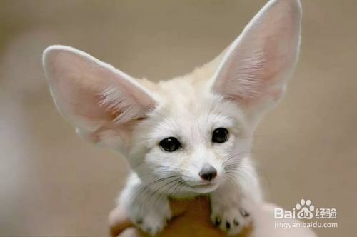 10种动物耳朵的作用 百度经验