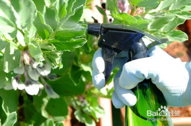 花上面有白色的小虫子怎么办