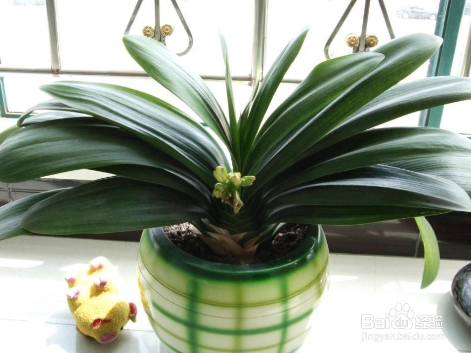 君子兰的养殖方法和注意事项