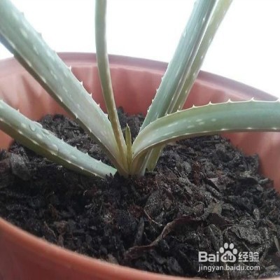 芦荟叶子不断下垂怎么办