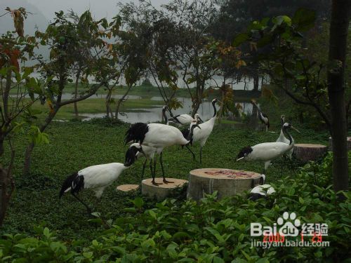 在广东看落霞与仙鹤齐飞舞