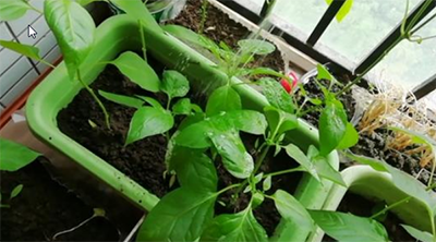 家庭种菜除虫小妙招