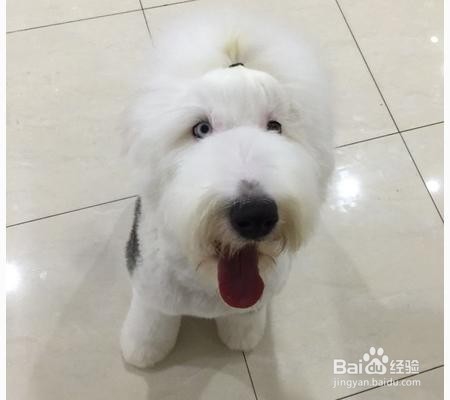 杭州怎样成为一名宠物美容师