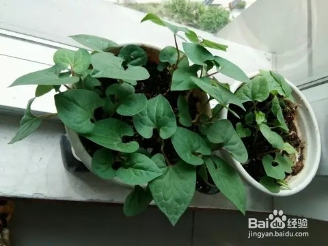 “长寿菜”别出门挖了，阳台种一点，够吃大半年