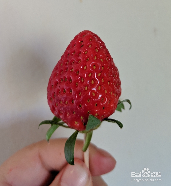 老厨师教你做情人草莓玫瑰花