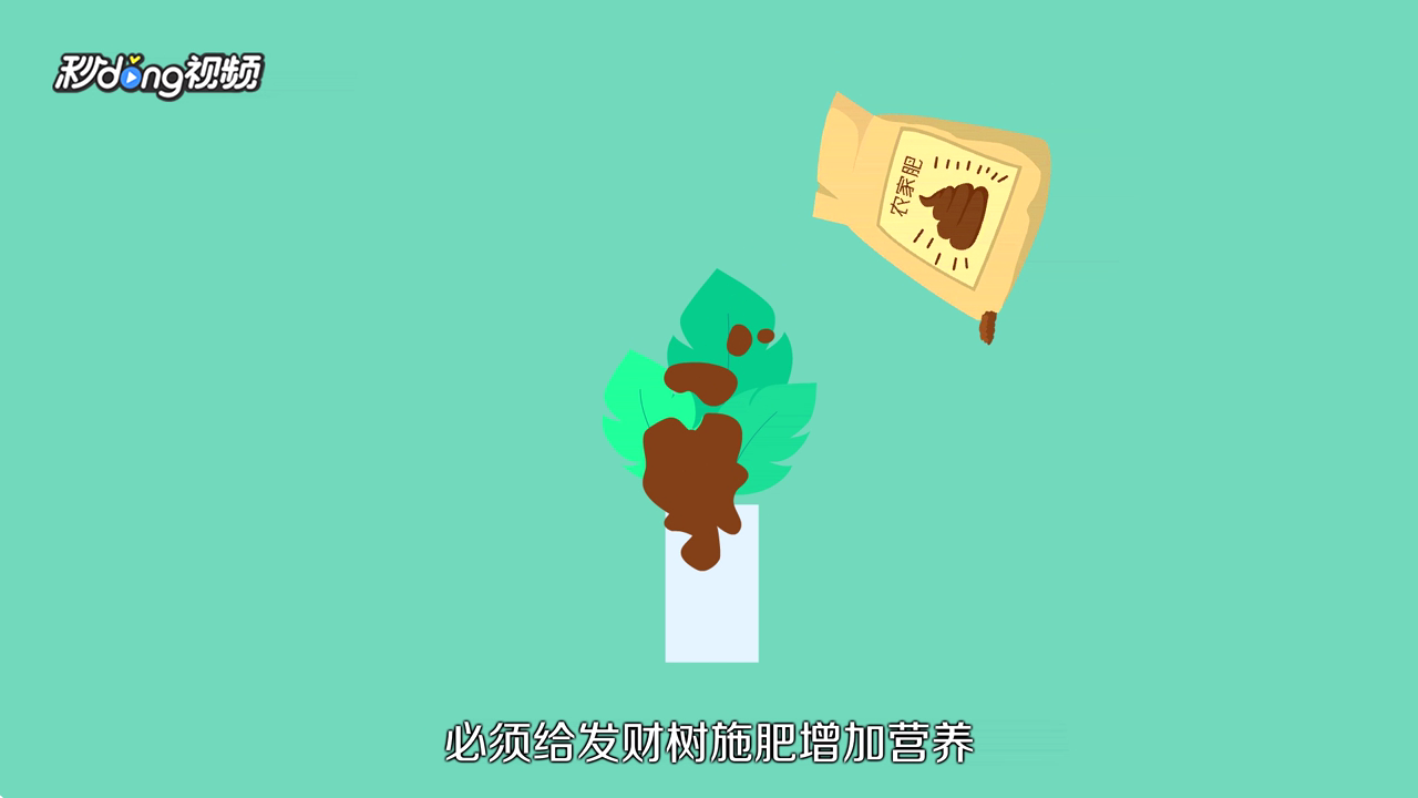 发财树怎么养