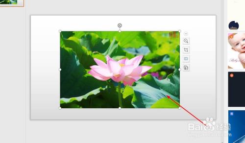 PPT如何插入图片并裁剪