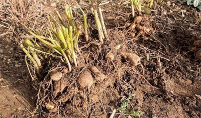 地瓜花的养殖方法和注意事项