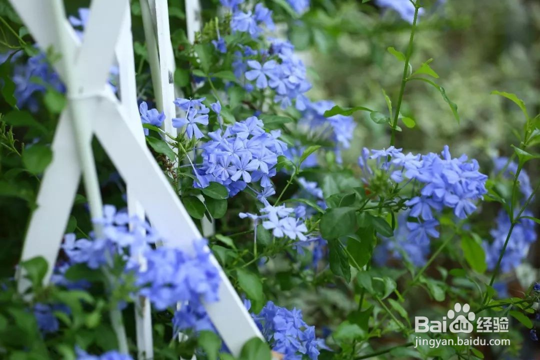 蓝雪花的养殖方法