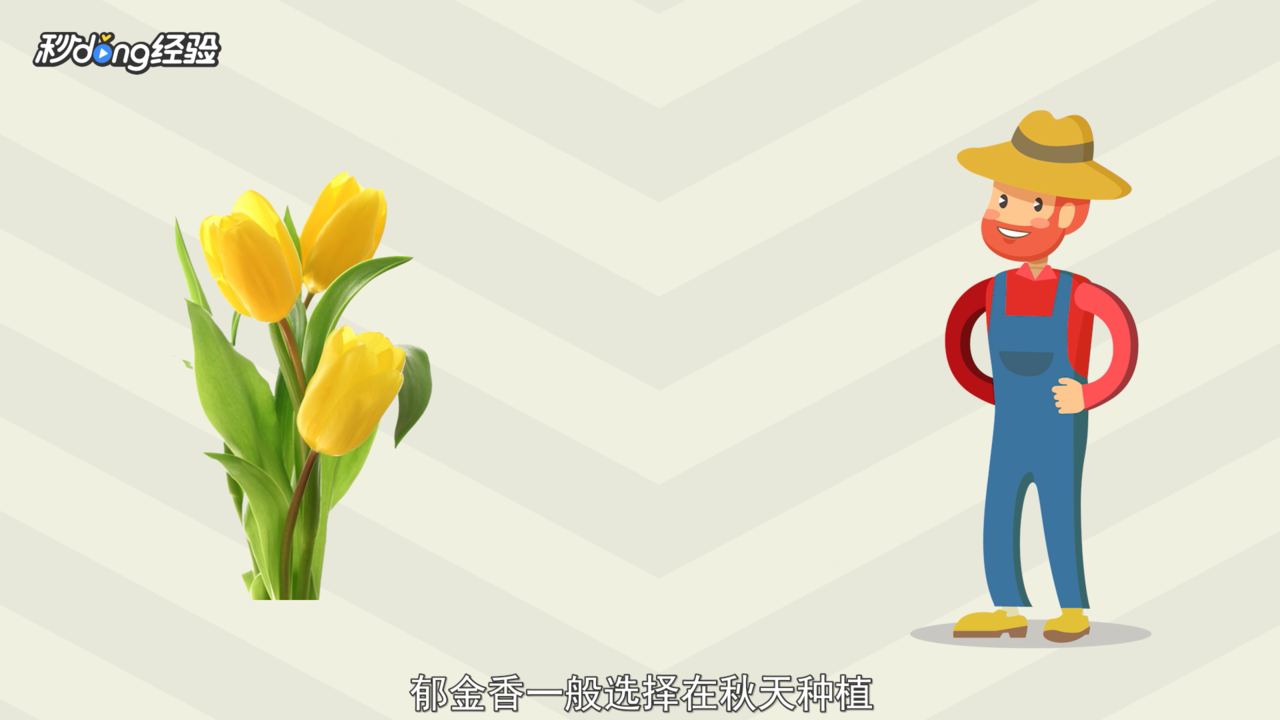 郁金香的种植方法和时间