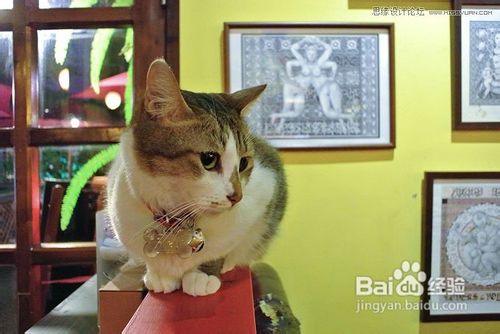 Photoshop给偏色的猫咪照片校色