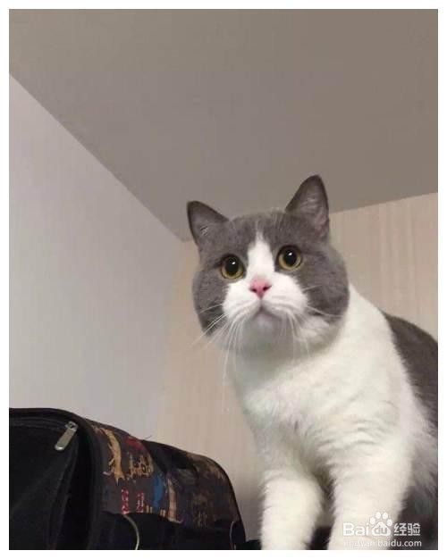 猫靠什么辨别身份