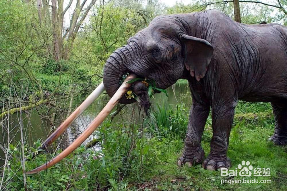 大象怎么吃东西