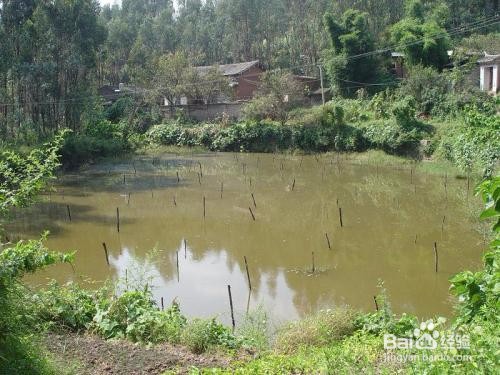 养草鱼需要注意什么?