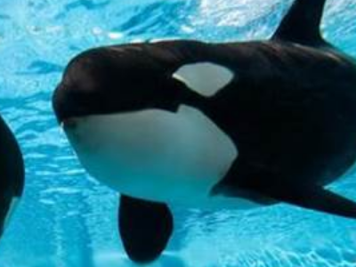 可以捕猎的野生动物有哪些