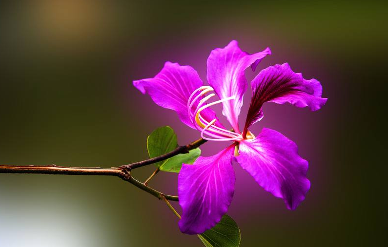 紫荆花什么时候开