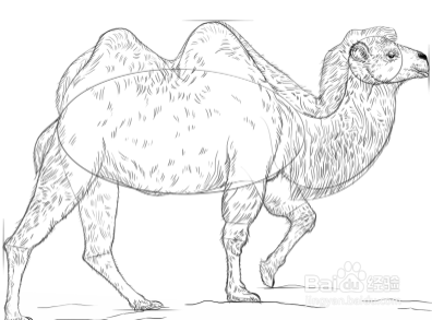如何画一只骆驼