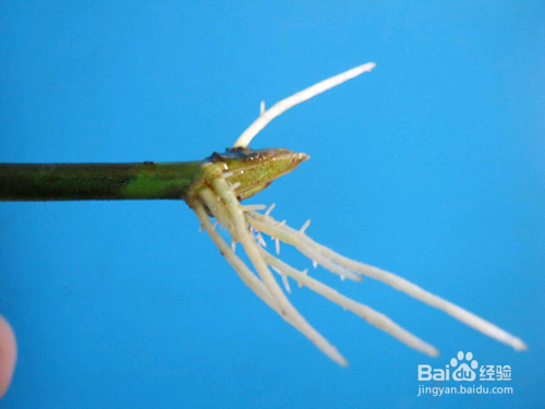 水培栀子花怎样生根快