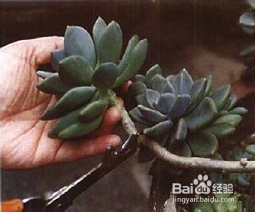 多肉植物水插生根步骤