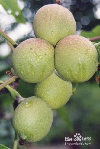 怪异水果大扫盲 奇葩水果都认识吗？（一）